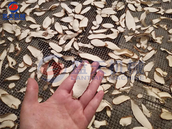 山西平遙長山藥網帶烘干機發貨